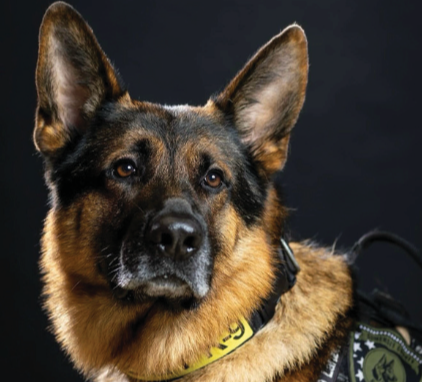 O Sargento K-9 Lanzer